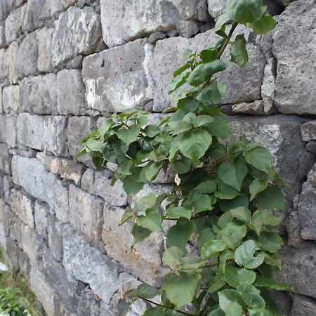 Casa Da Cisaltina * بوفواساو